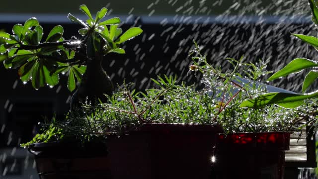 盆景植物浇水视频素材