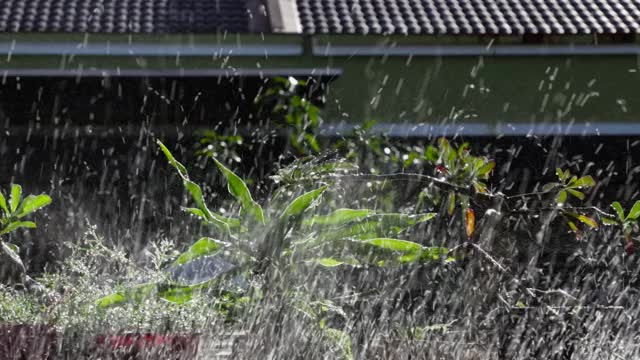 盆景植物浇水视频素材