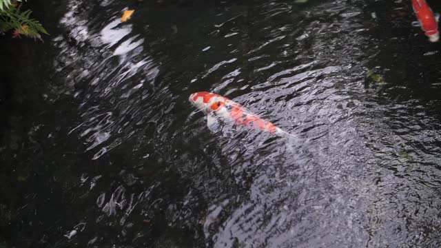 鲤鱼漂浮在水里视频素材