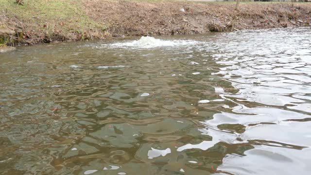 冒泡的水在池塘表面激起涟漪视频素材