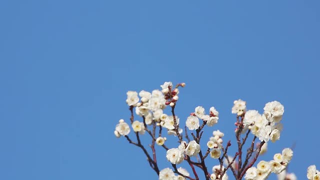 杏子树视频素材