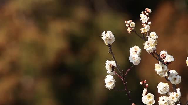 杏子树视频素材