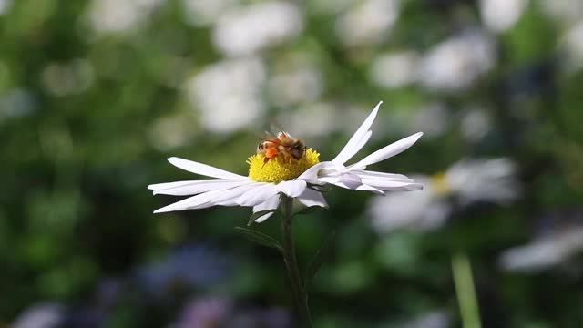 蜜蜂视频下载