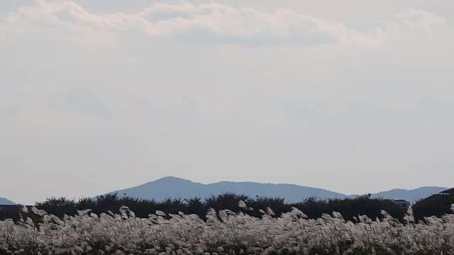 找到并替换火焰草视频下载