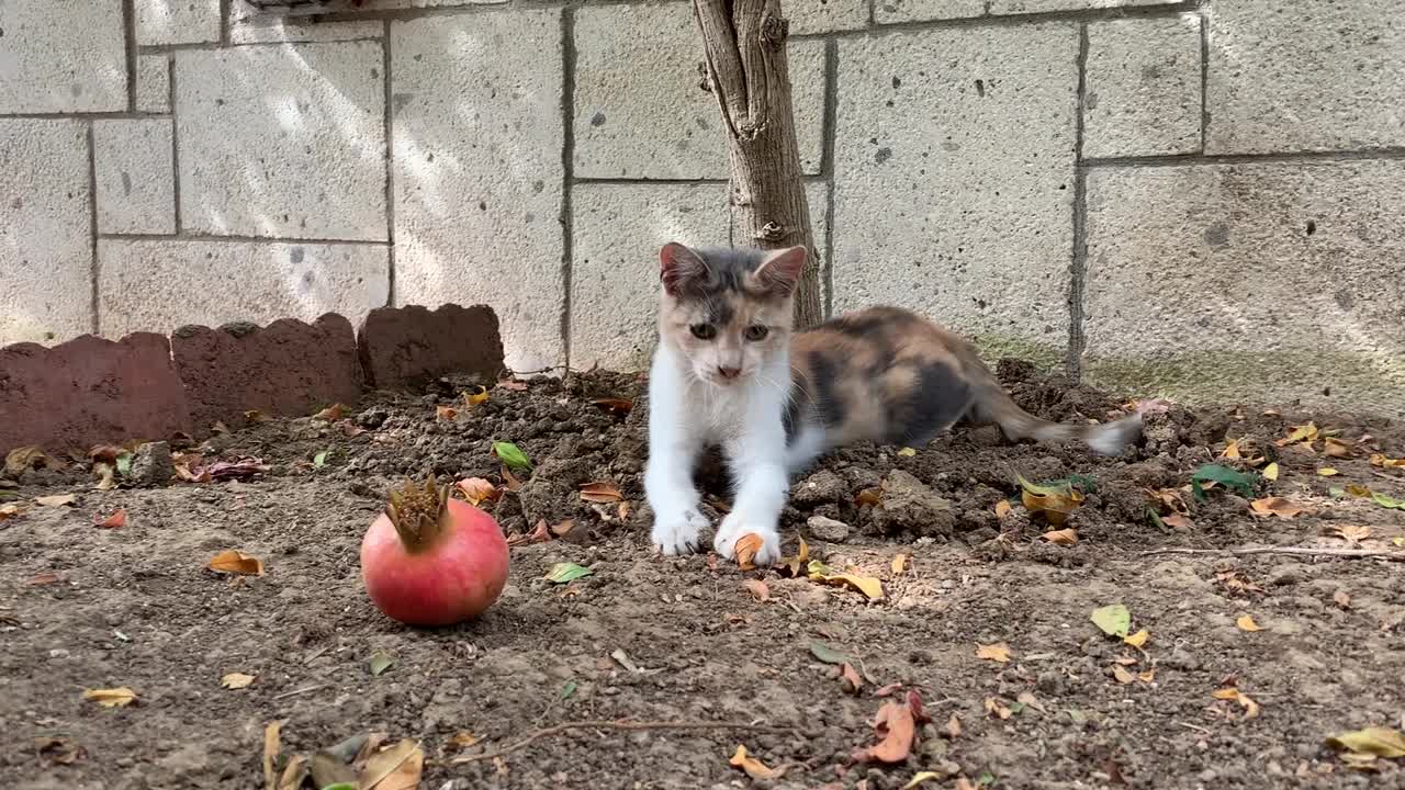 有趣的猫的时刻视频下载