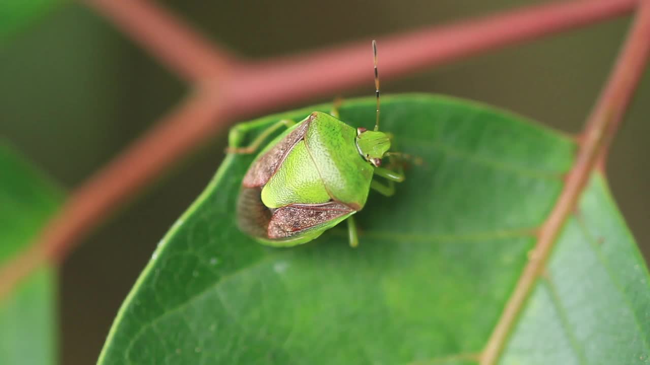 Plautia stali(臭虫子)视频素材