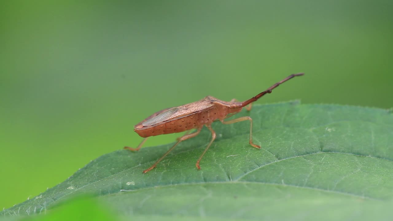 蟑螂(臭虫)视频素材