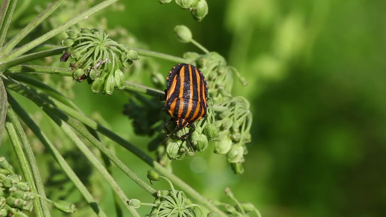 真正的bug(散发恶臭的昆虫)视频素材