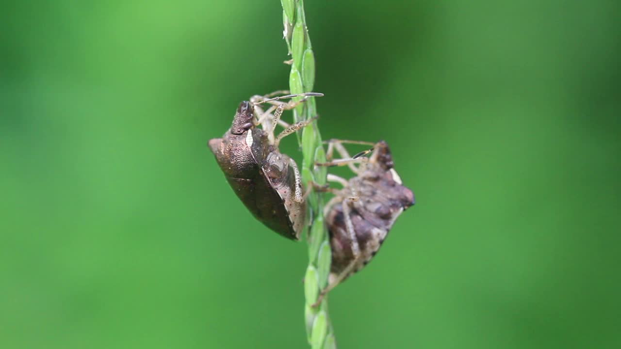 卡布拉 · 胡梅里格拉 （臭虫） 玩视频素材