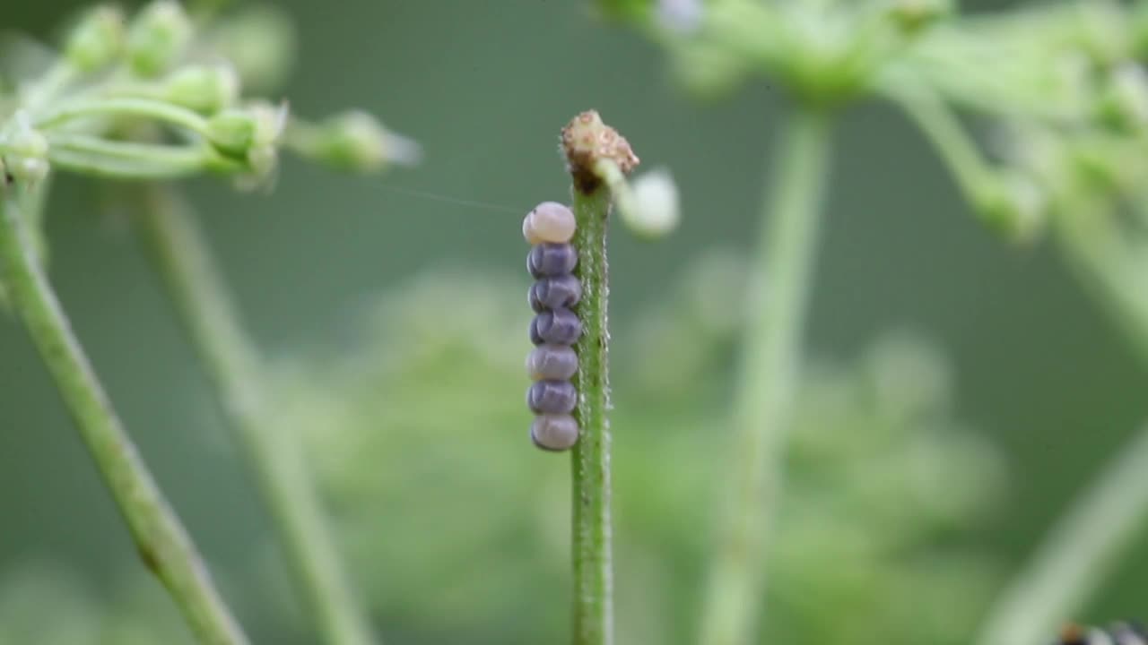 真虫蛋(臭虫)视频素材