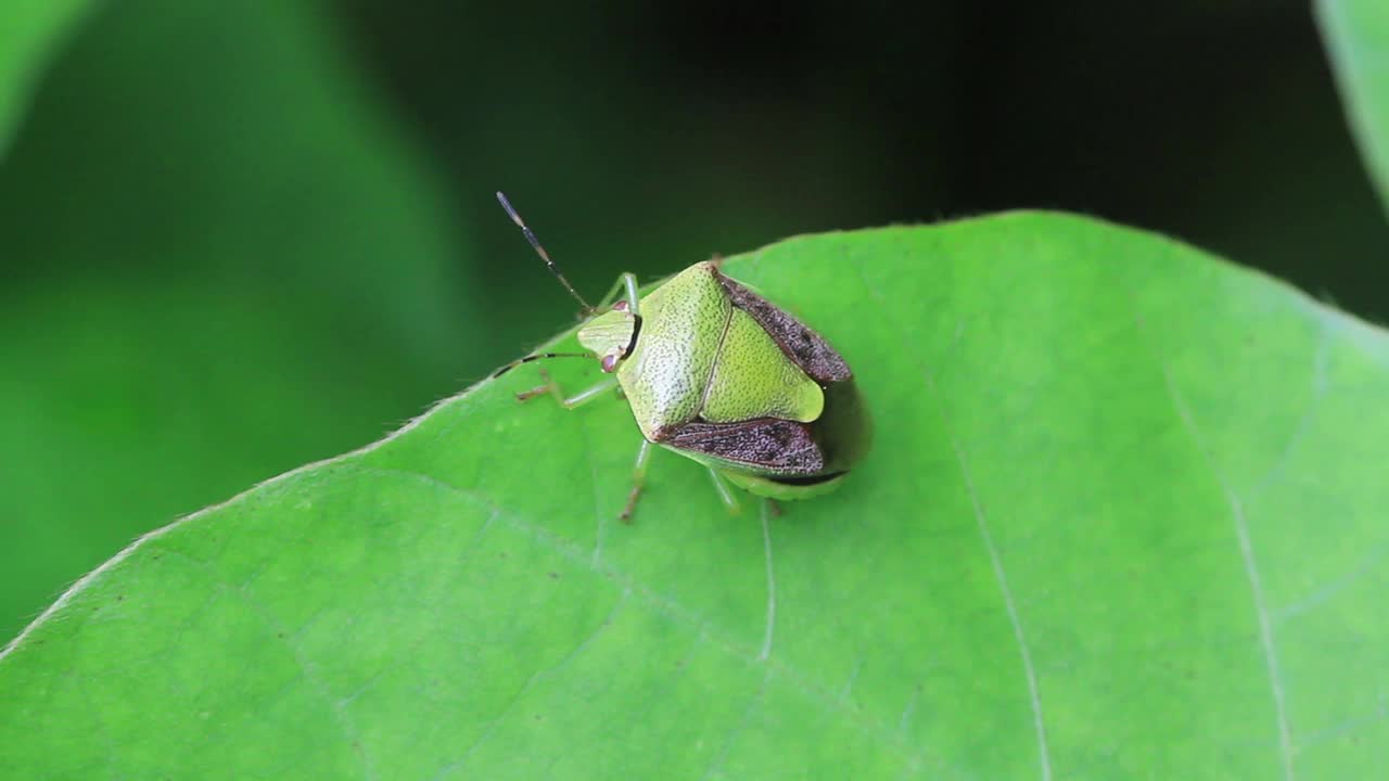 Plautia stali(臭虫子)视频素材