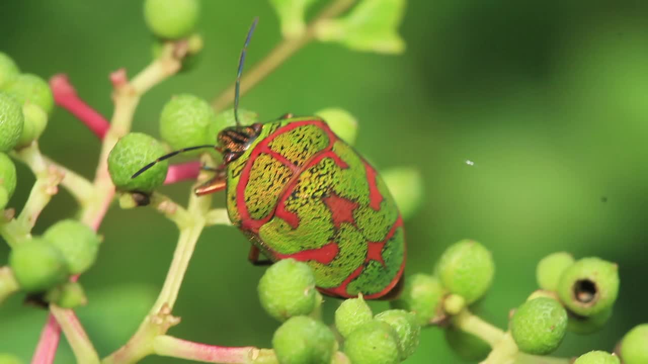 波西洛科里斯 · 刘易斯 （臭虫）视频素材