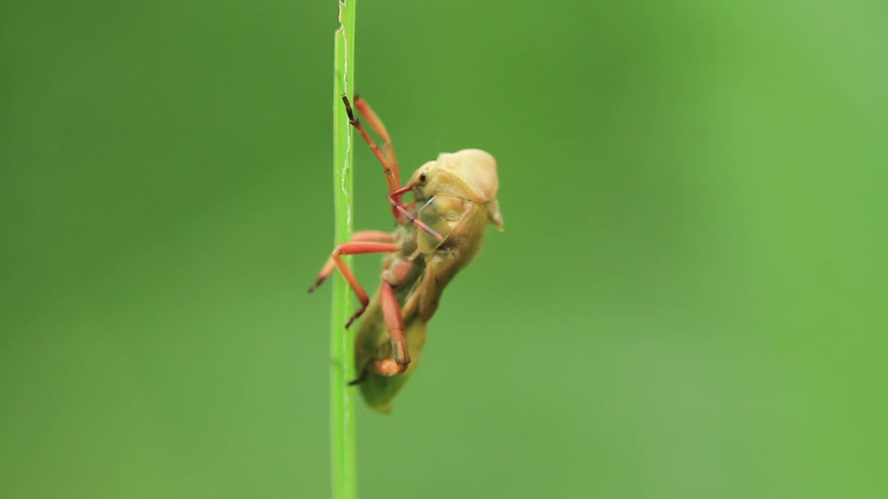 动脉瘤视频素材