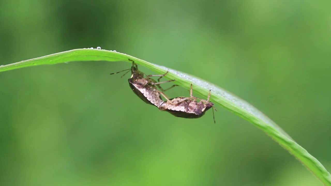 Carbula humerigera(臭虫)交配视频素材