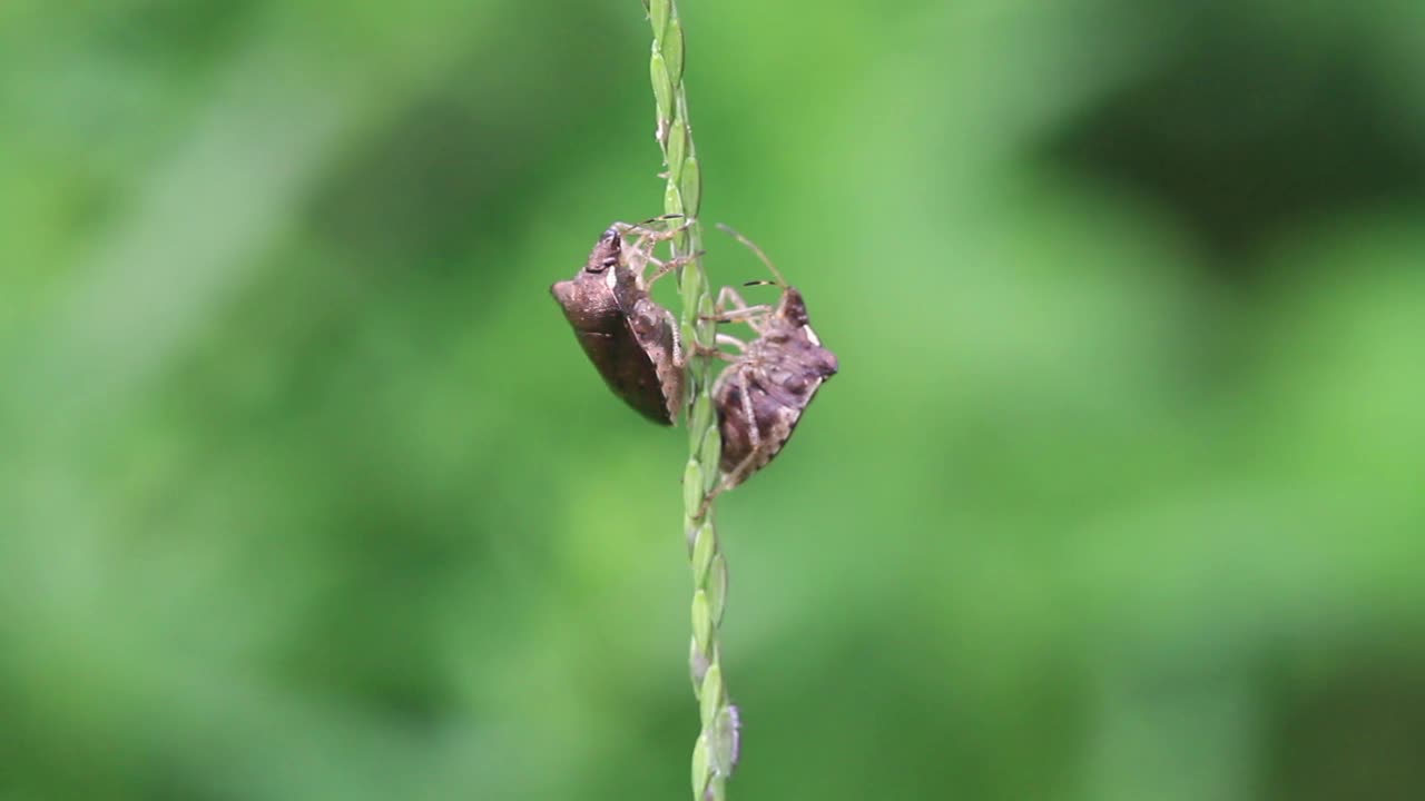 卡布拉 · 胡梅里格拉 （臭虫） 玩视频素材