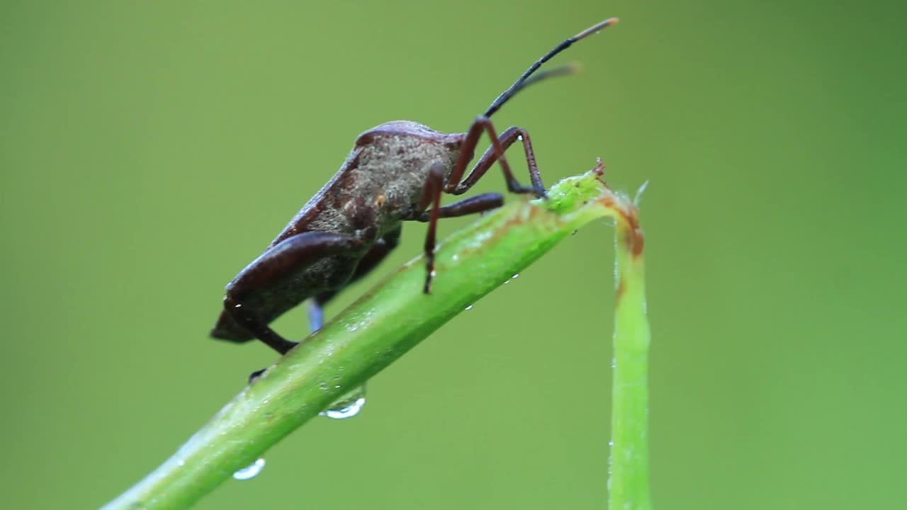 蚊虫叮咬视频素材