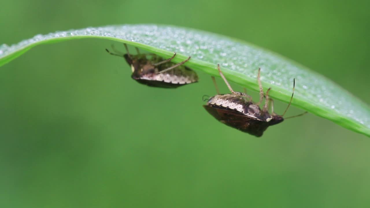 卡布拉 · 胡梅里格拉 （臭虫） 玩视频素材