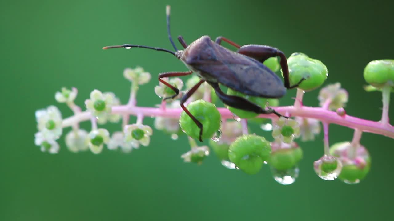 蚊虫叮咬视频素材