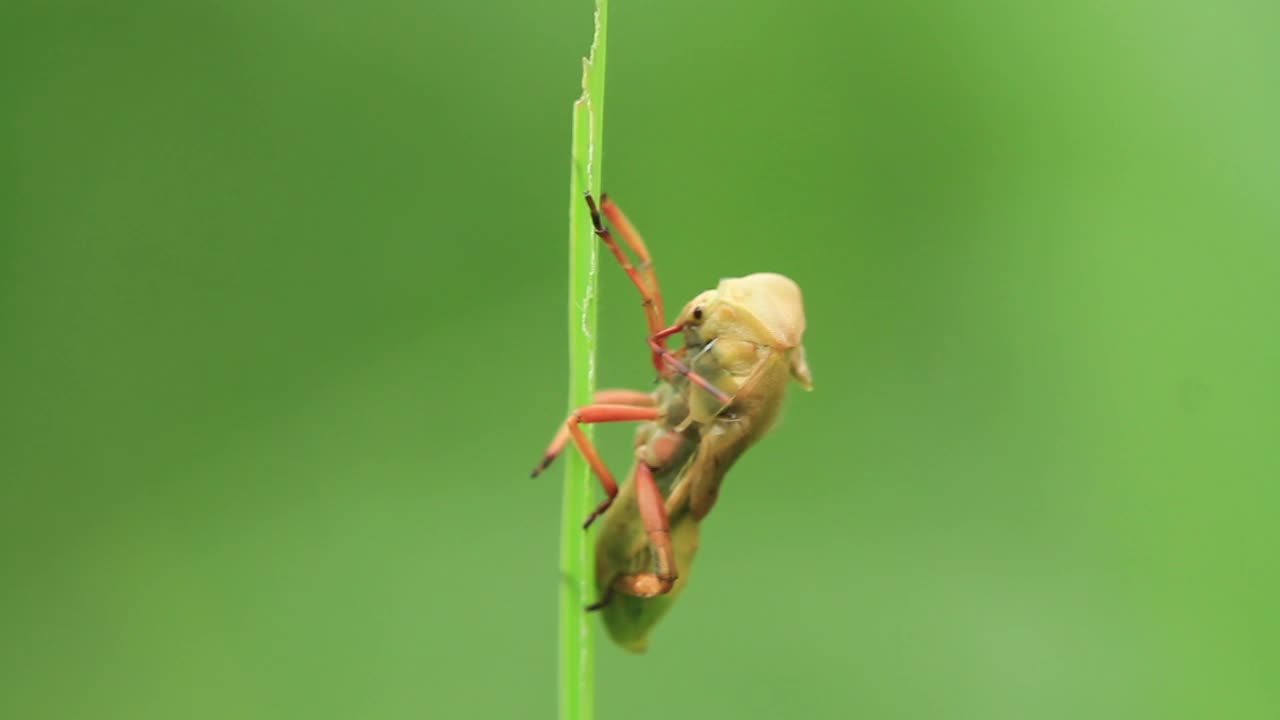 动脉瘤视频素材