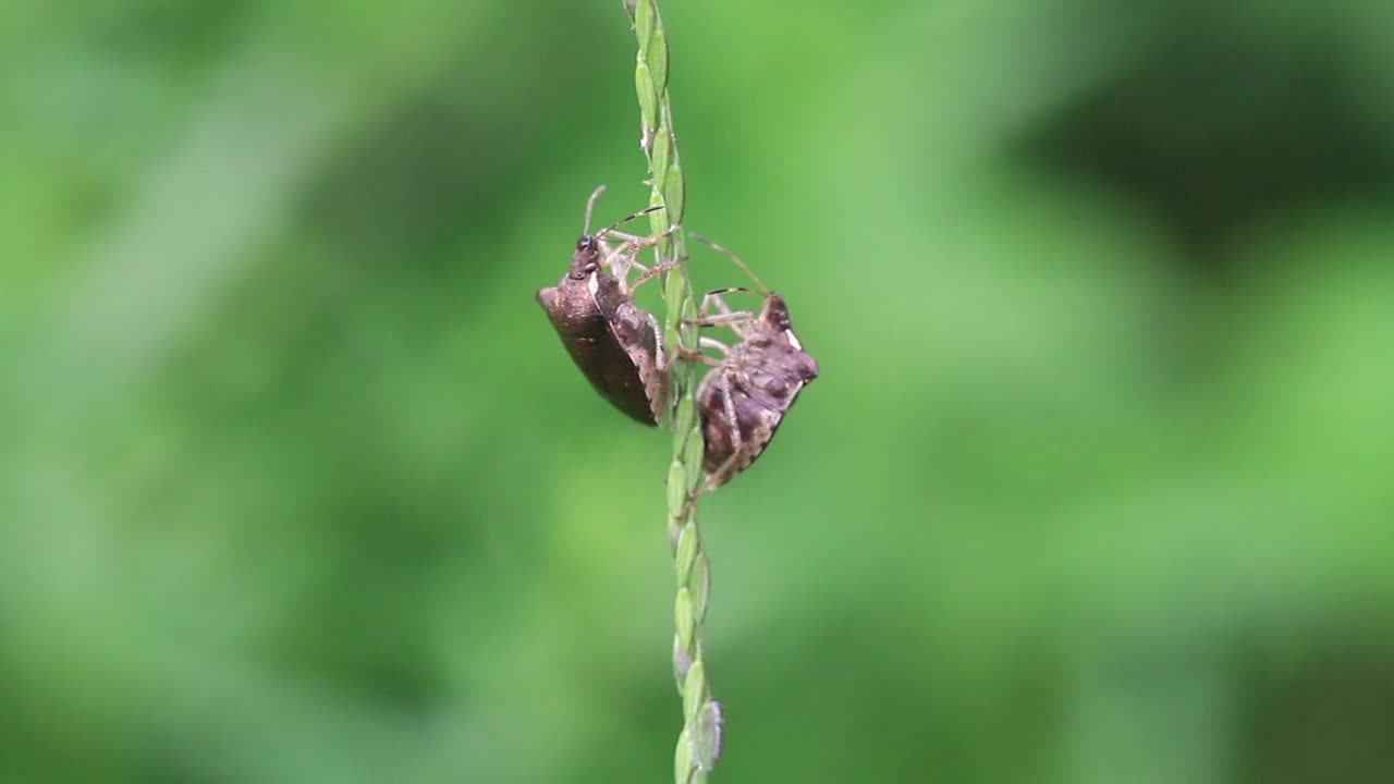 卡布拉 · 胡梅里格拉 （臭虫） 玩视频素材