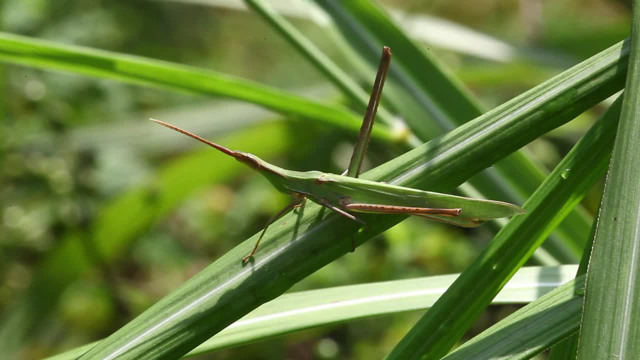 Acrida灰质(蝗虫)视频素材