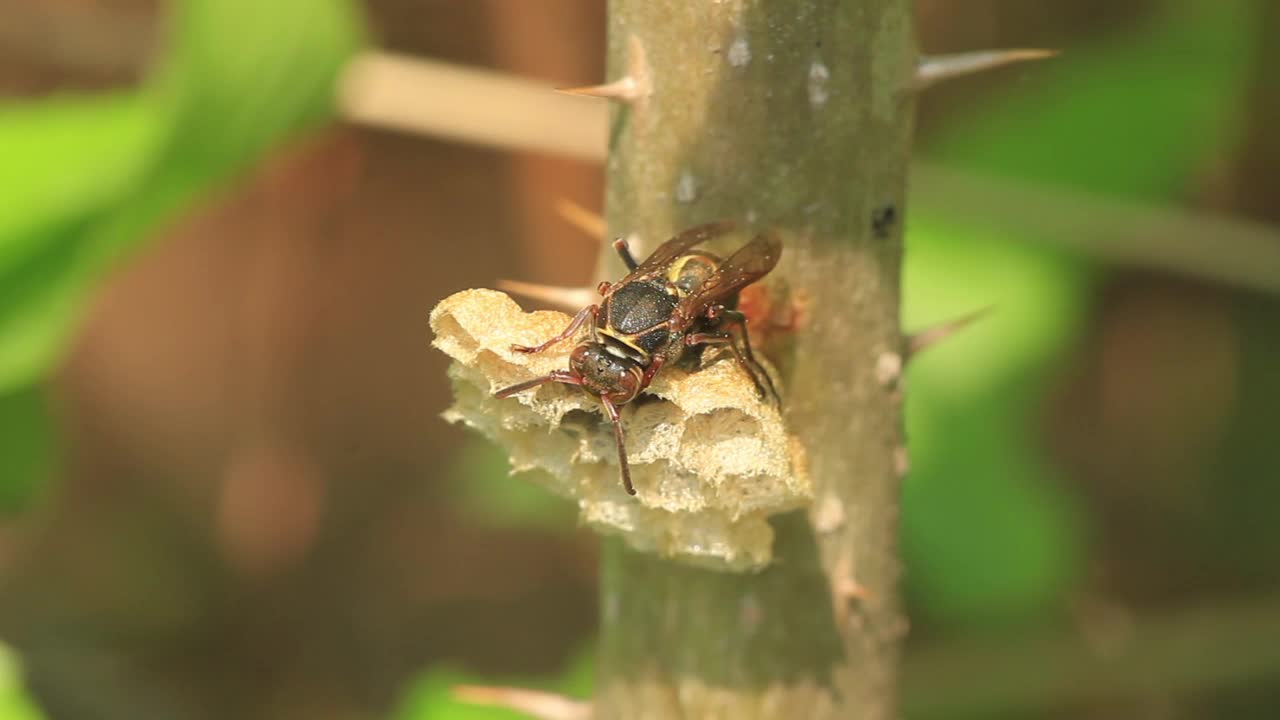 Polistes snelleni(纸张黄蜂)视频素材