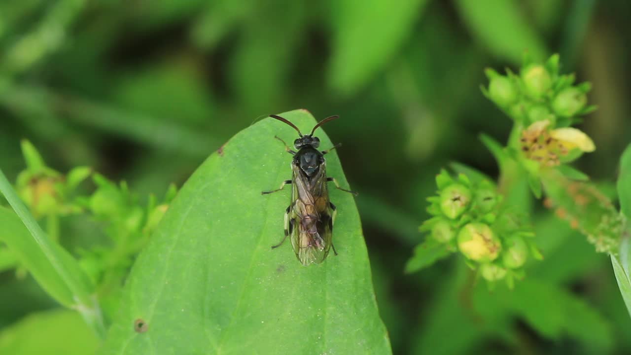 Allantus luctifer (蜜蜂)视频素材