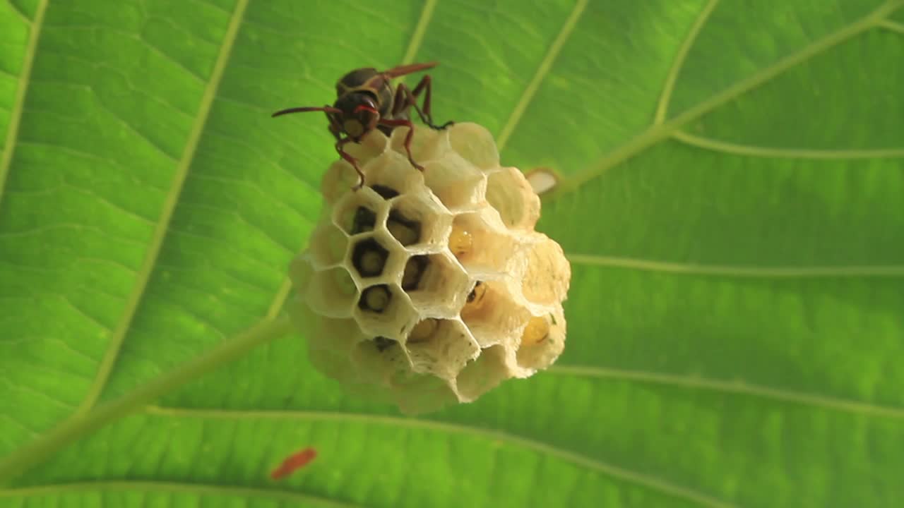 Polistes snelleni(纸张黄蜂)视频素材