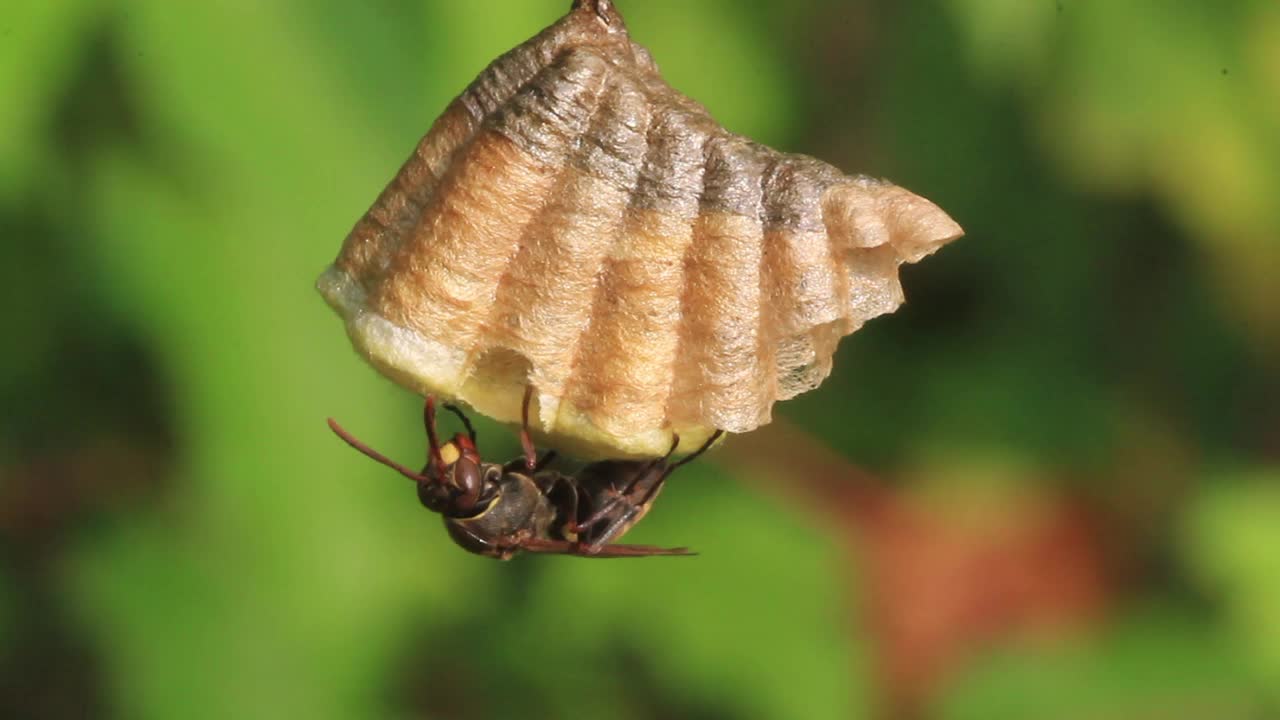 Polistes snelleni(纸张黄蜂)视频素材