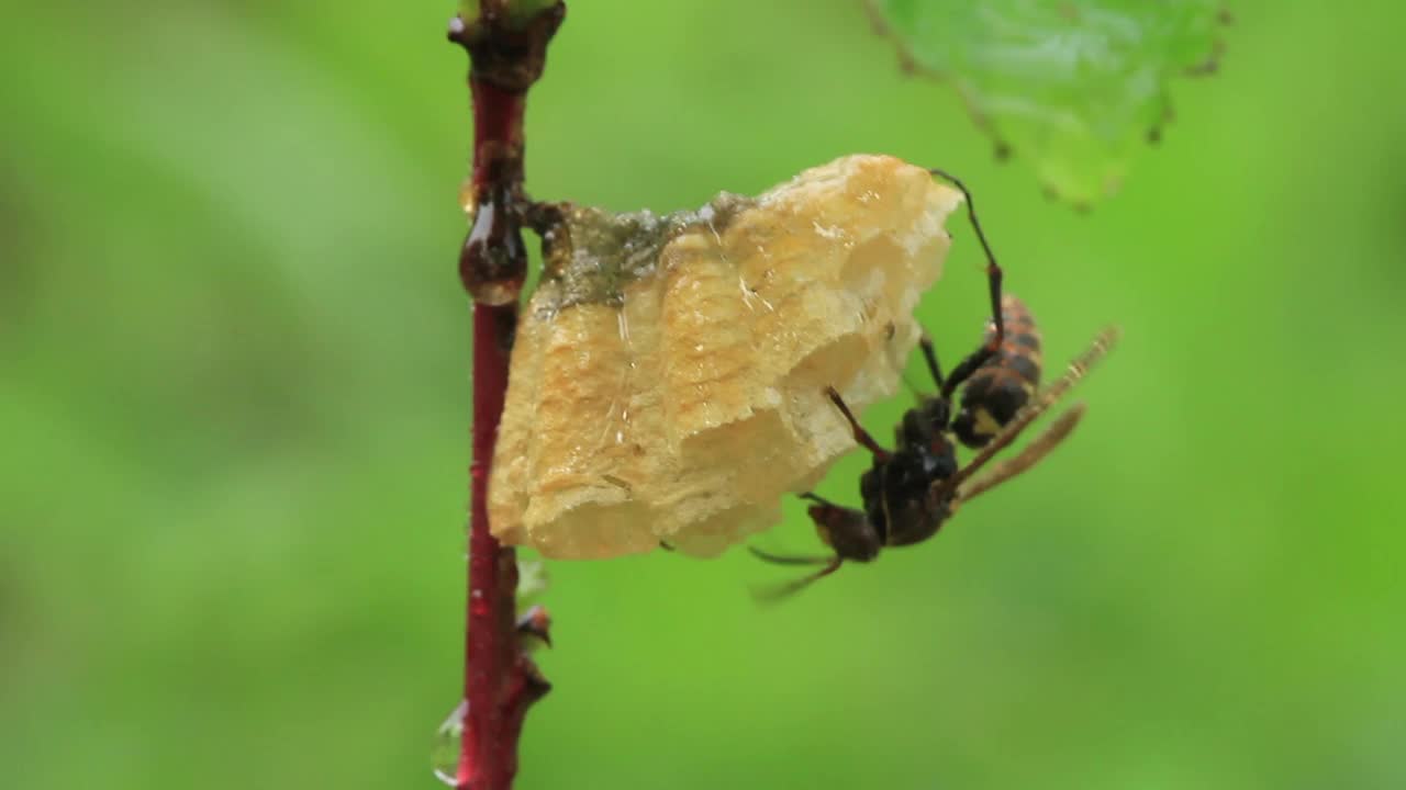 Polistes snelleni(纸张黄蜂)视频素材