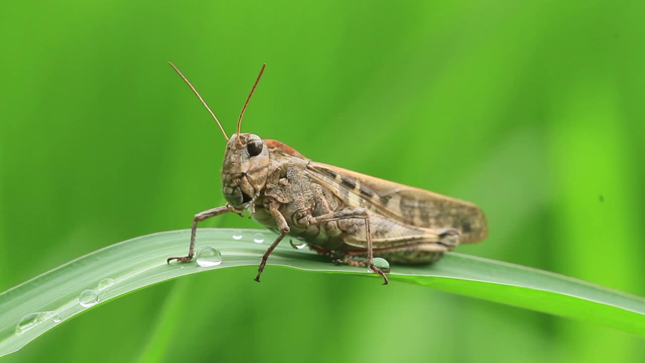 Oedaleus infernalis（蚱蜢）视频素材