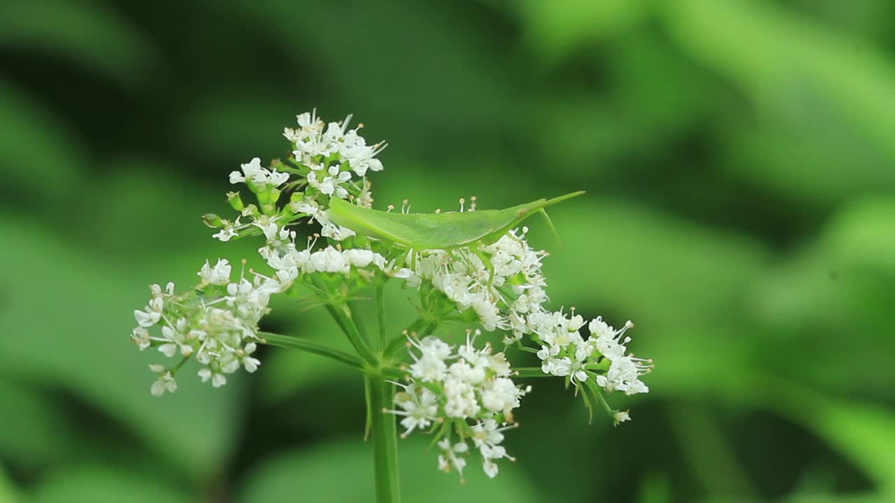 阿特拉托莫法拉塔 （草漏）视频素材