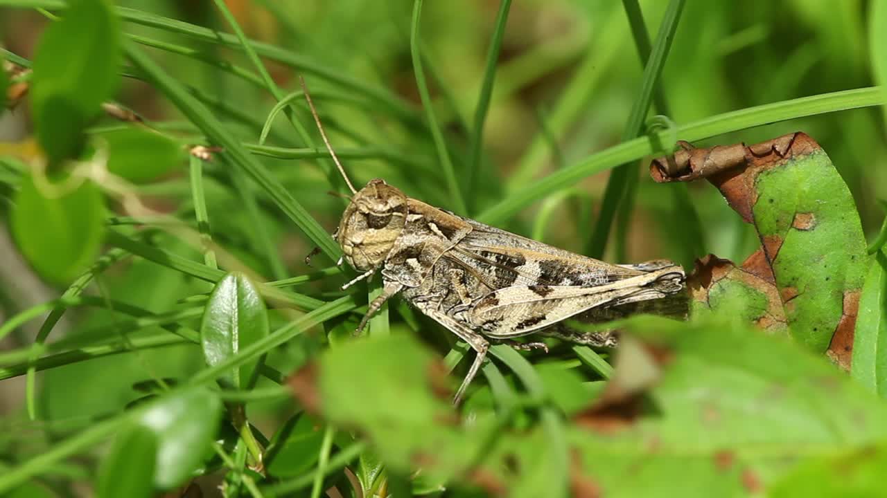 Oedaleus infernalis（蚱蜢）视频素材