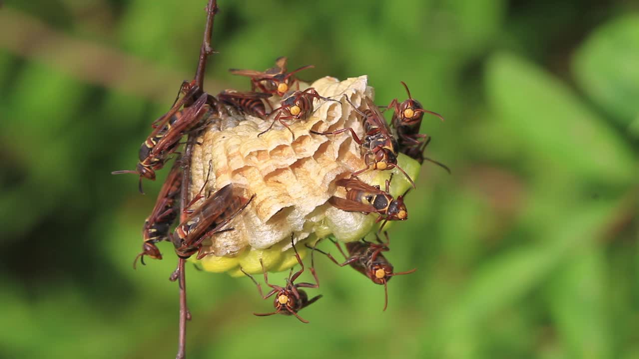 Polistes snelleni(纸张黄蜂)视频素材