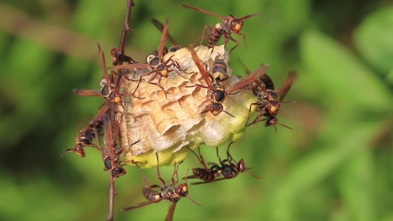 Polistes snelleni(纸张黄蜂)视频素材