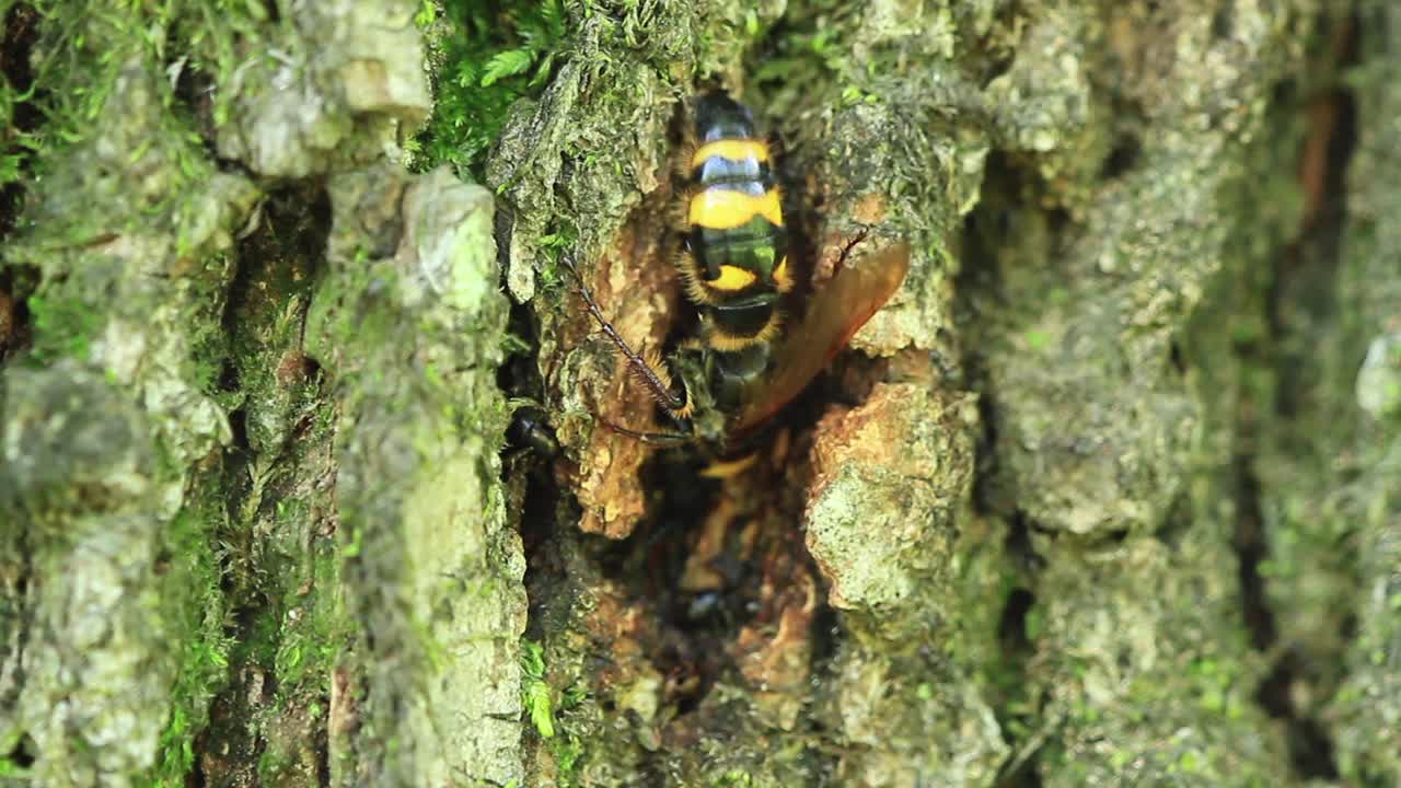 黄蜂吃橡树汁视频素材