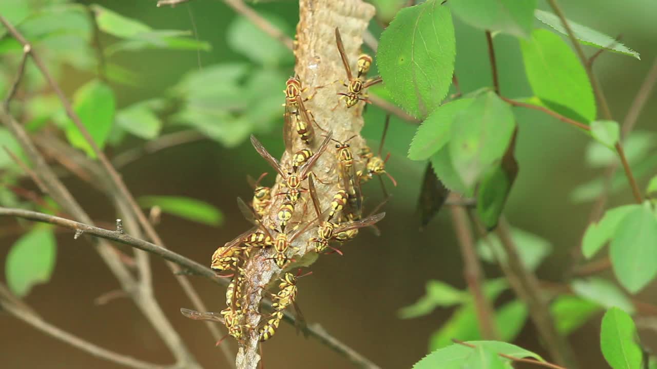 异淫羊藿(纸黄蜂)视频素材