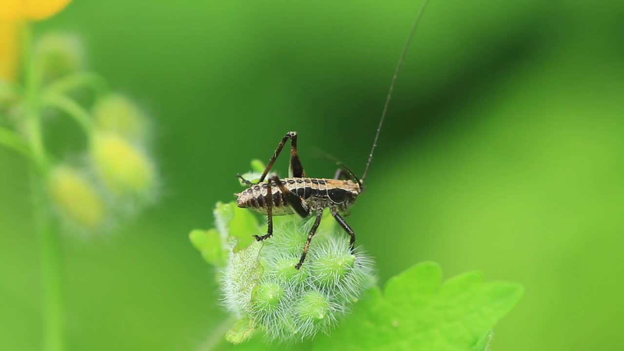 长角蚱蜢幼虫(长角蚱蜢)视频素材