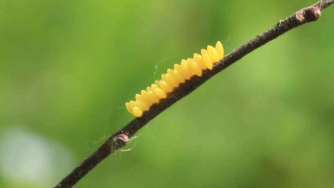 蛋的瓢虫视频素材