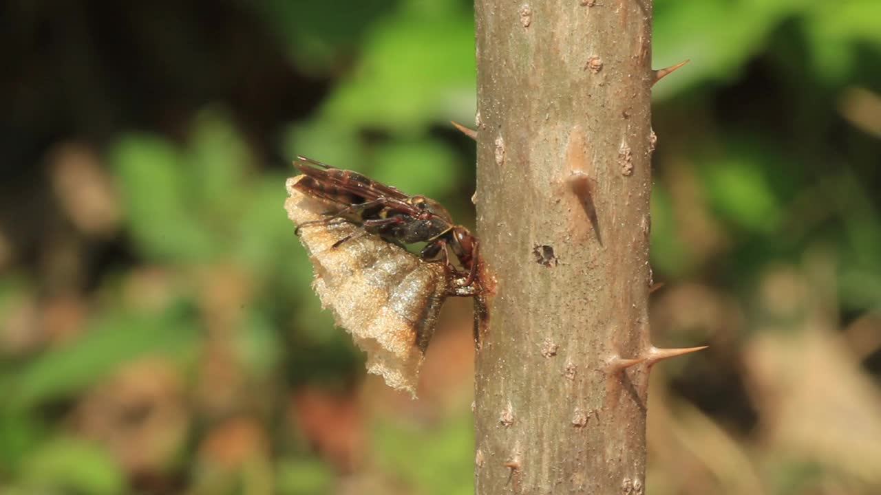 Polistes snelleni(纸张黄蜂)视频素材