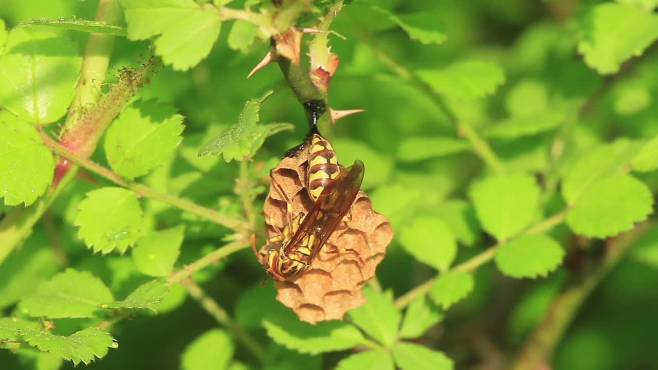 异淫羊藿(纸黄蜂)视频素材