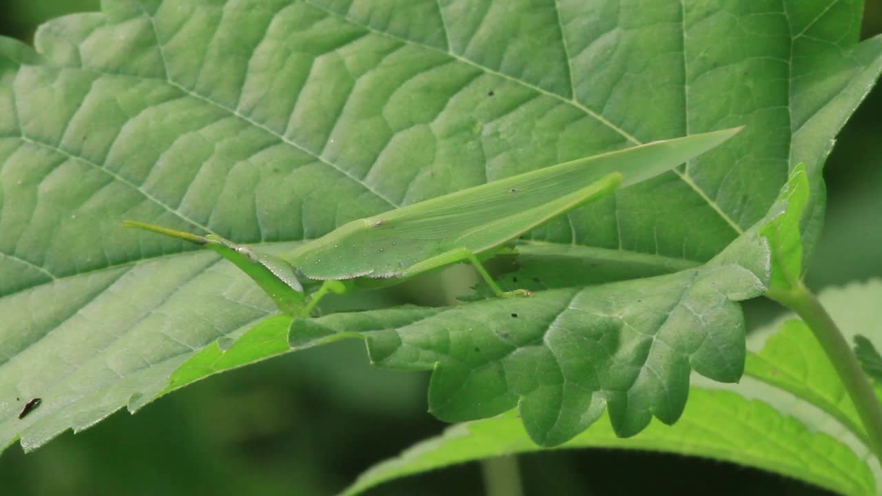 吃草叶的蚱蜢视频素材