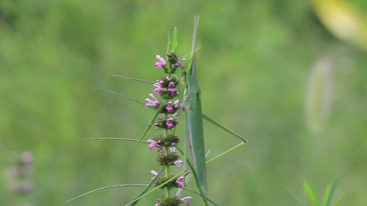 Acrida灰质(蝗虫)视频素材