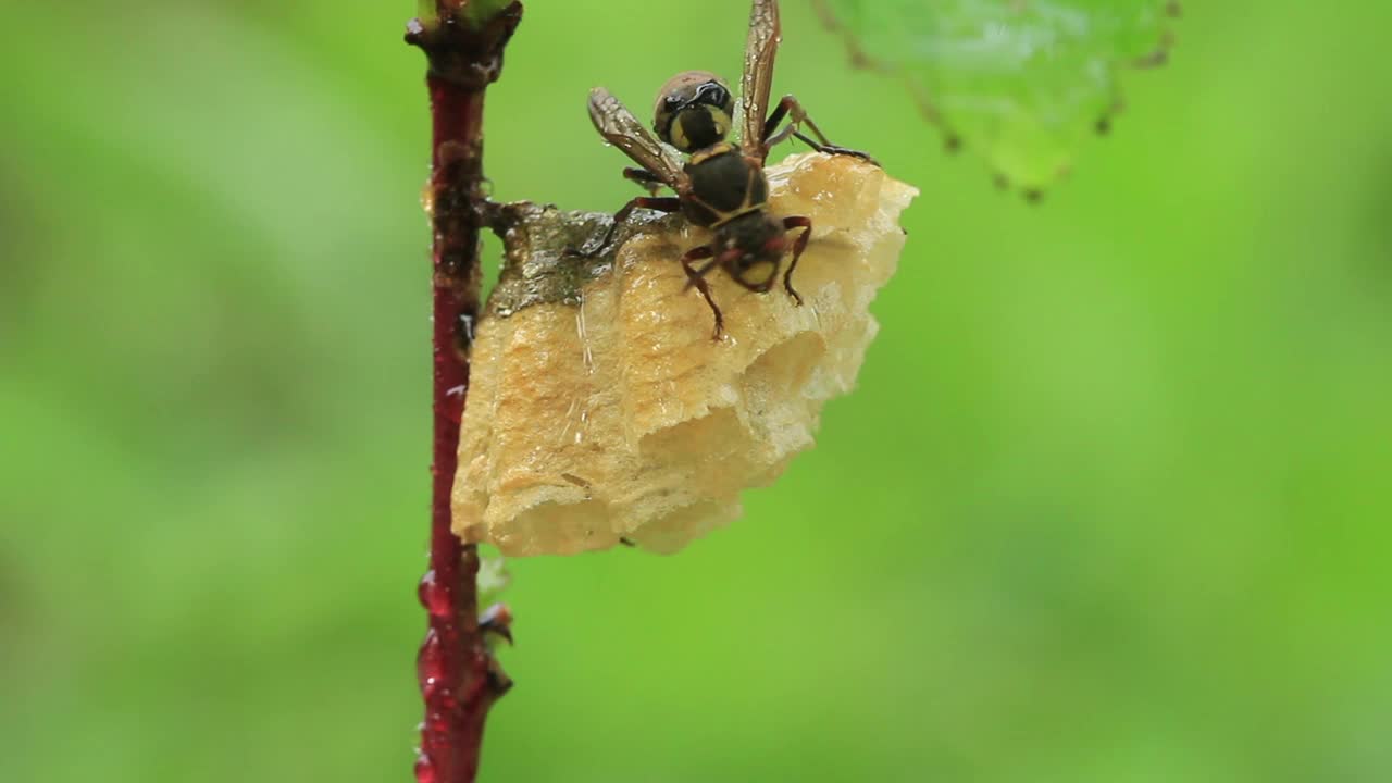 Polistes snelleni(纸张黄蜂)视频素材