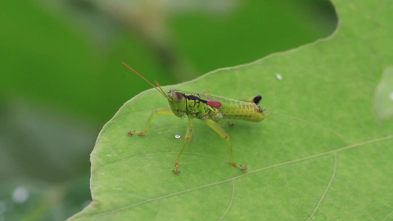 阿纳波迪马斯玛·米拉梅（草漏）视频素材