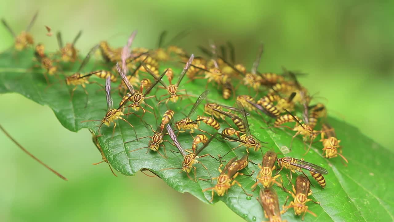 异淫羊藿(纸黄蜂)视频素材