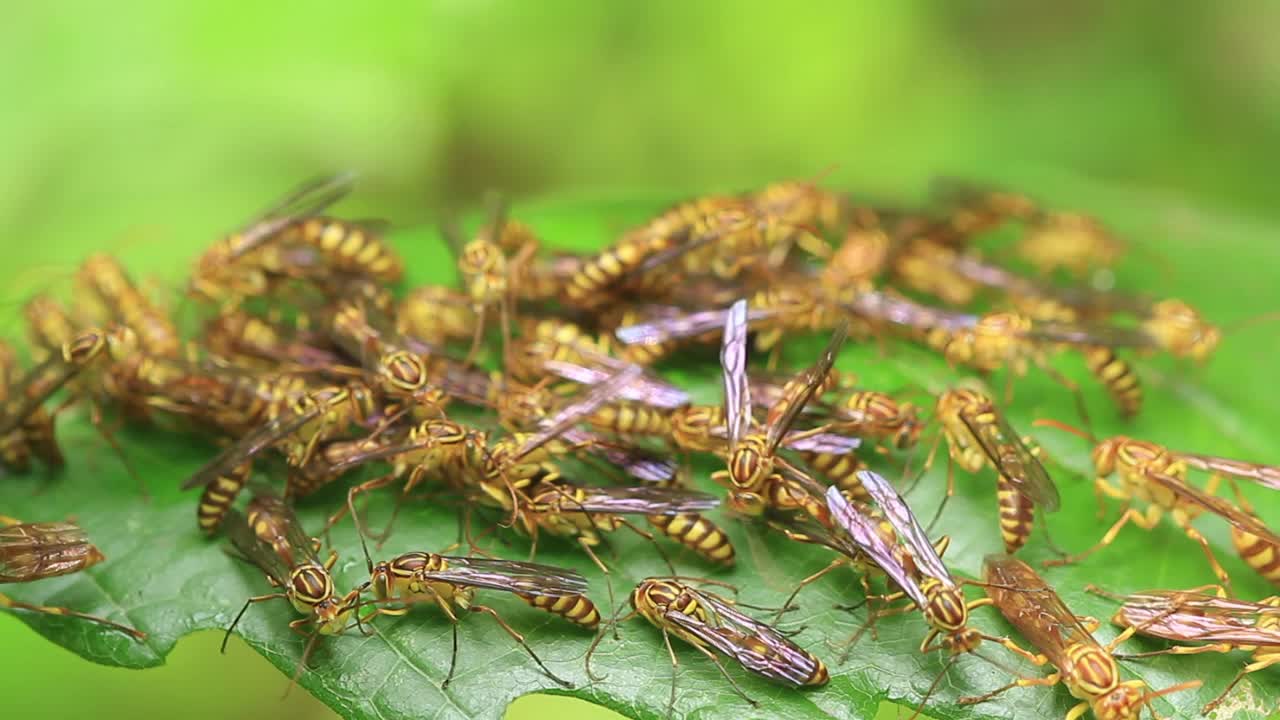 异淫羊藿(纸黄蜂)视频素材