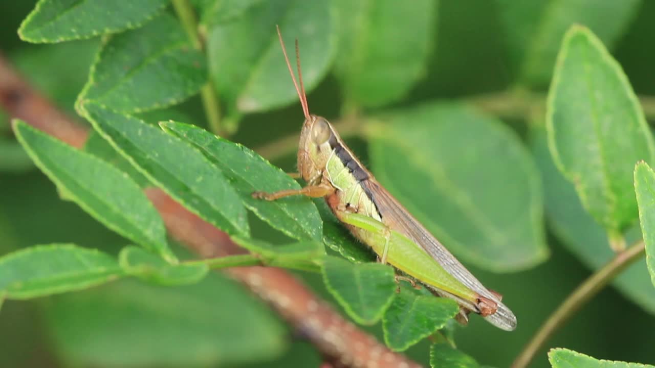 Oxya粳稻(蝗虫)视频素材