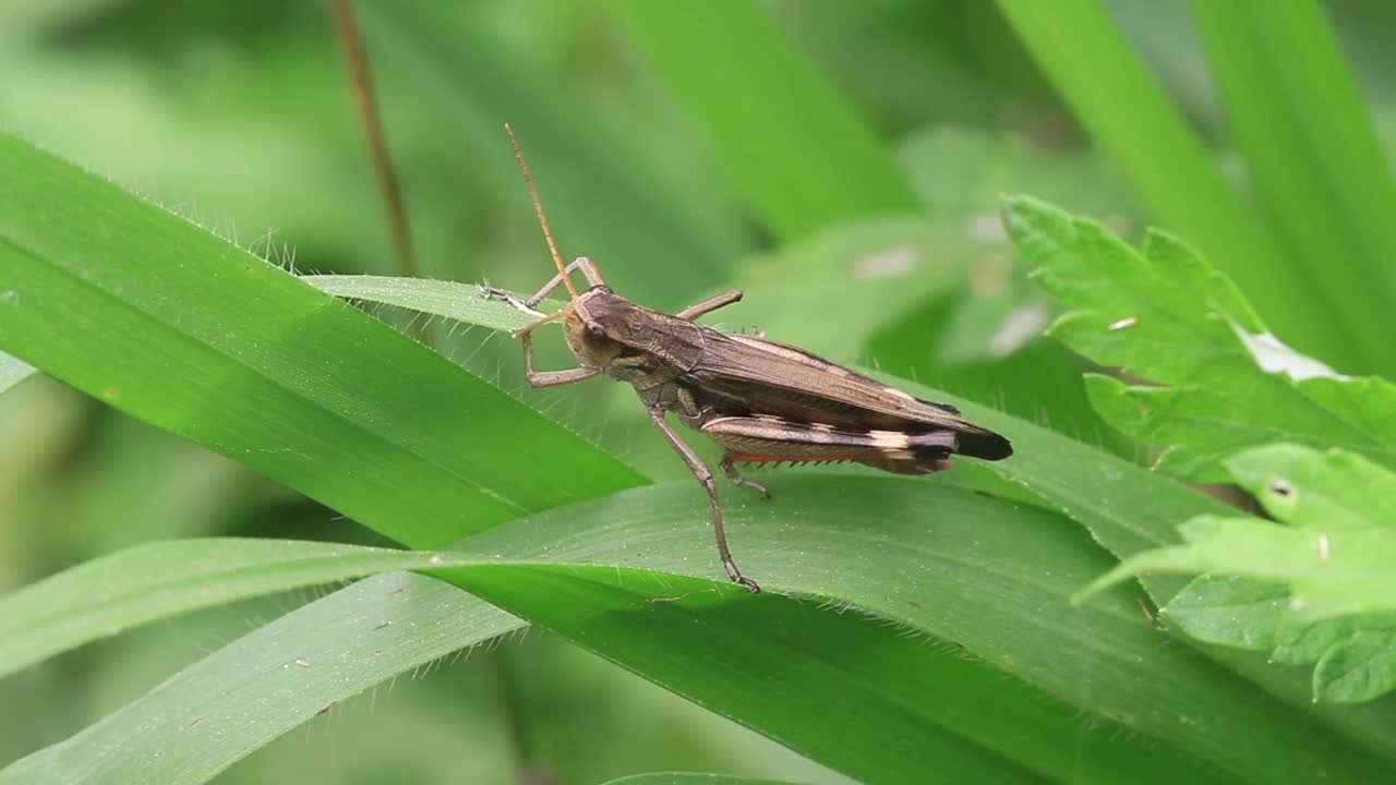 Oedaleus infernalis（蚱蜢）视频素材