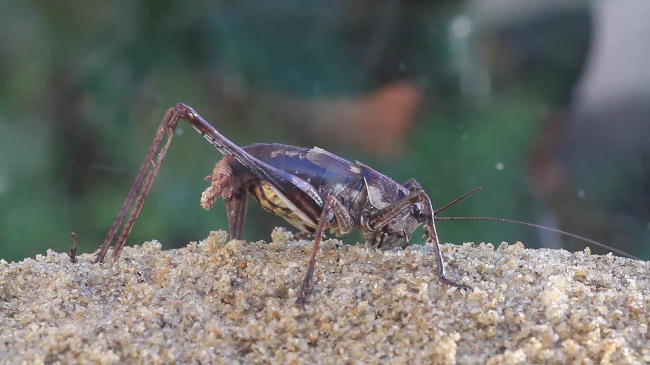 长角蚱蜢产卵视频素材